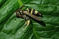Paranthrene tabaniformis