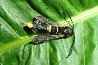 Synanthedon andrenaeformis