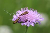 Nemophora metallica