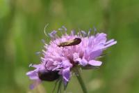 Nemophora metallica