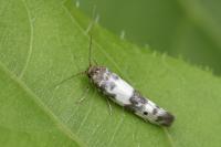 Enolmis acanthella