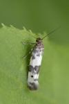 Enolmis acanthella