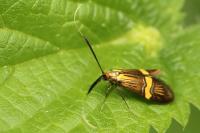 Nemophora degeerella