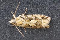 Zeiraphera isertana