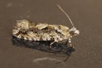 Zeiraphera isertana