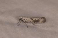 Yponomeuta irrorella