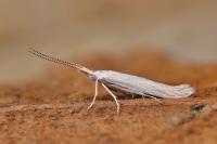 Coleophora kuehnella
