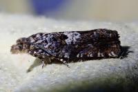 Epiblema costipunctana
