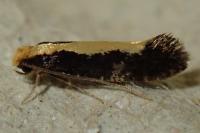 Monopis obviella