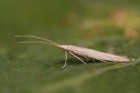 Coleophora therinella