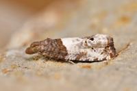 Notocelia roborana