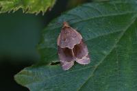 Clepsis dumicolana