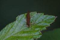 Crassa unitella
