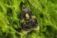 Spatalistis bifasciana