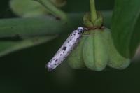Yponomeuta plumbella