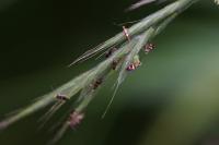 Micropterix aglaella