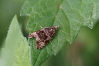 Celypha
