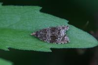 Orthotaenia undulana