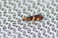 Micropterix aglaella