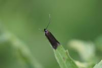 Monochroa tenebrella