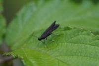 Monochroa tenebrella