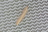 Batrachedra parvulipunctella