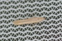 Batrachedra parvulipunctella
