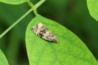 Celypha lacunana