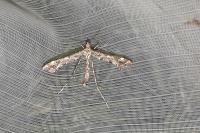 Amblyptilia