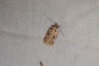 Agonopterix arenella