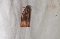 Archips podana