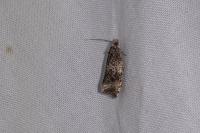 Celypha
