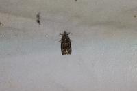 Celypha lacunana