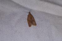 Clepsis consimilana
