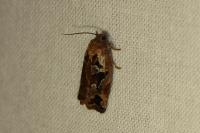 Archips oporana