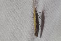Plutella xylostella