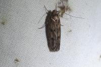 Hofmannophila pseudospretella