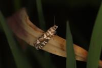 Epinotia tedella