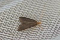 Eurodachtha pallicornella