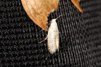 Argyresthia retinella