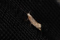 Argyresthia retinella