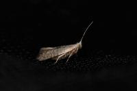 Argyresthia retinella