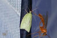 Tortrix viridana