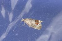 Notocelia uddmanniana
