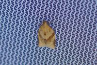 Clepsis consimilana