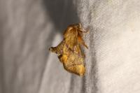 Apoda limacodes