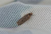 Hofmannophila pseudospretella
