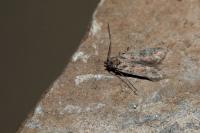 Prolita sexpunctella