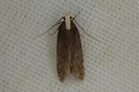 Aroga flavicomella