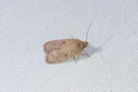 Agonopterix